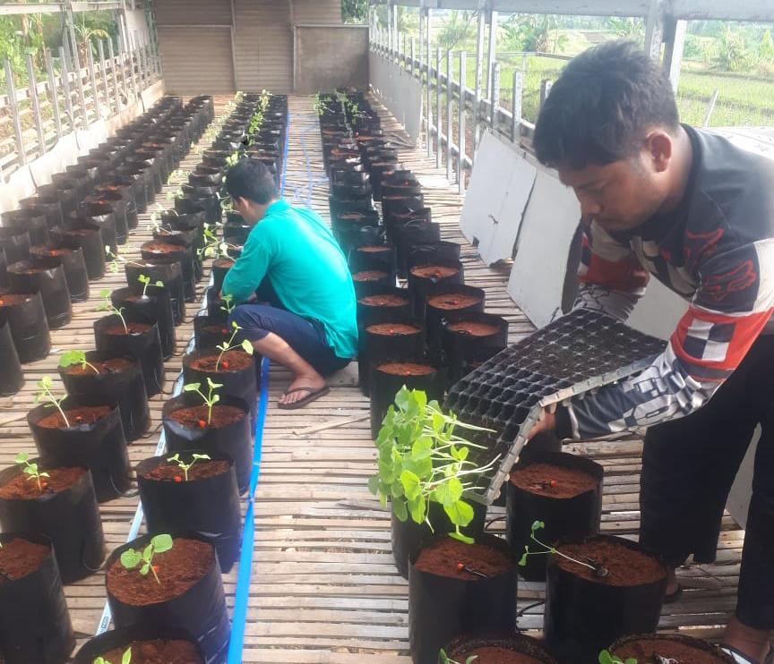 Pemuda di Kecamatan Mekarjaya Kembangkan Budidaya Buah Melon, Semangka dan Pepaya